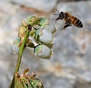 Bee on blueberry flower