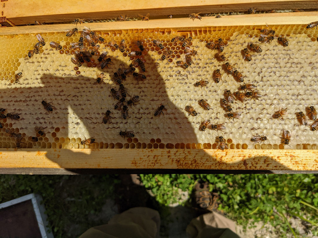 Honey extraction service in Maine